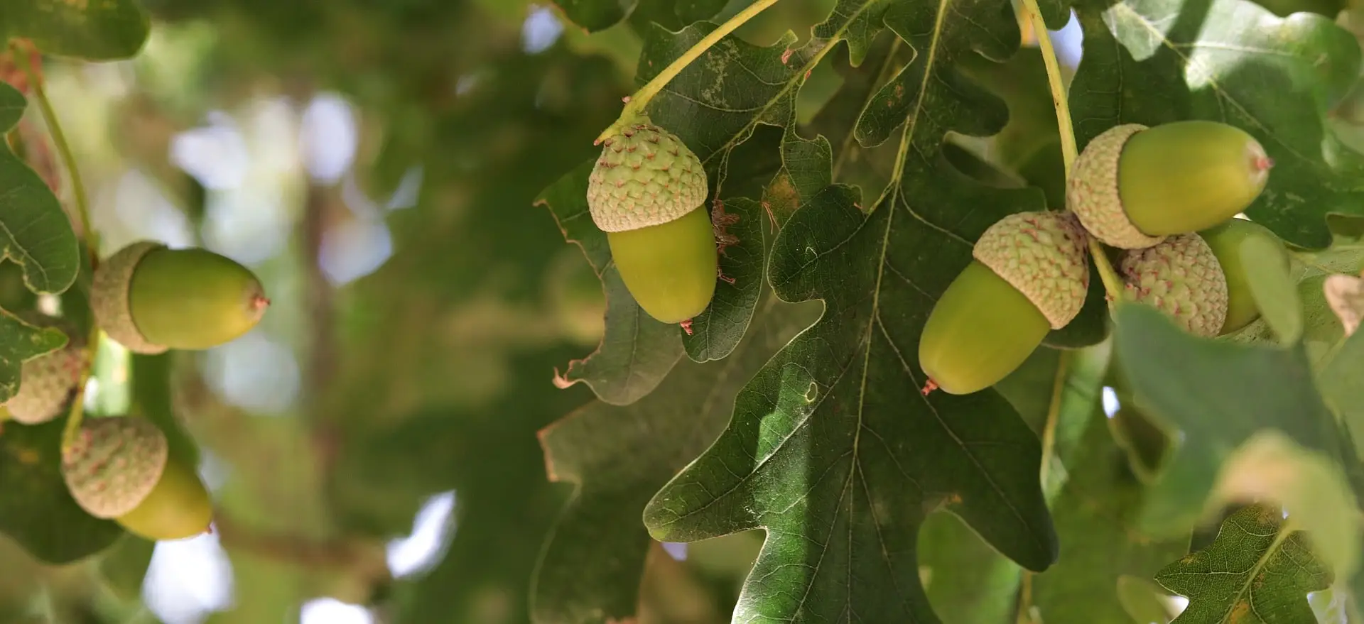 Home orchard care structural pruning Central Coast