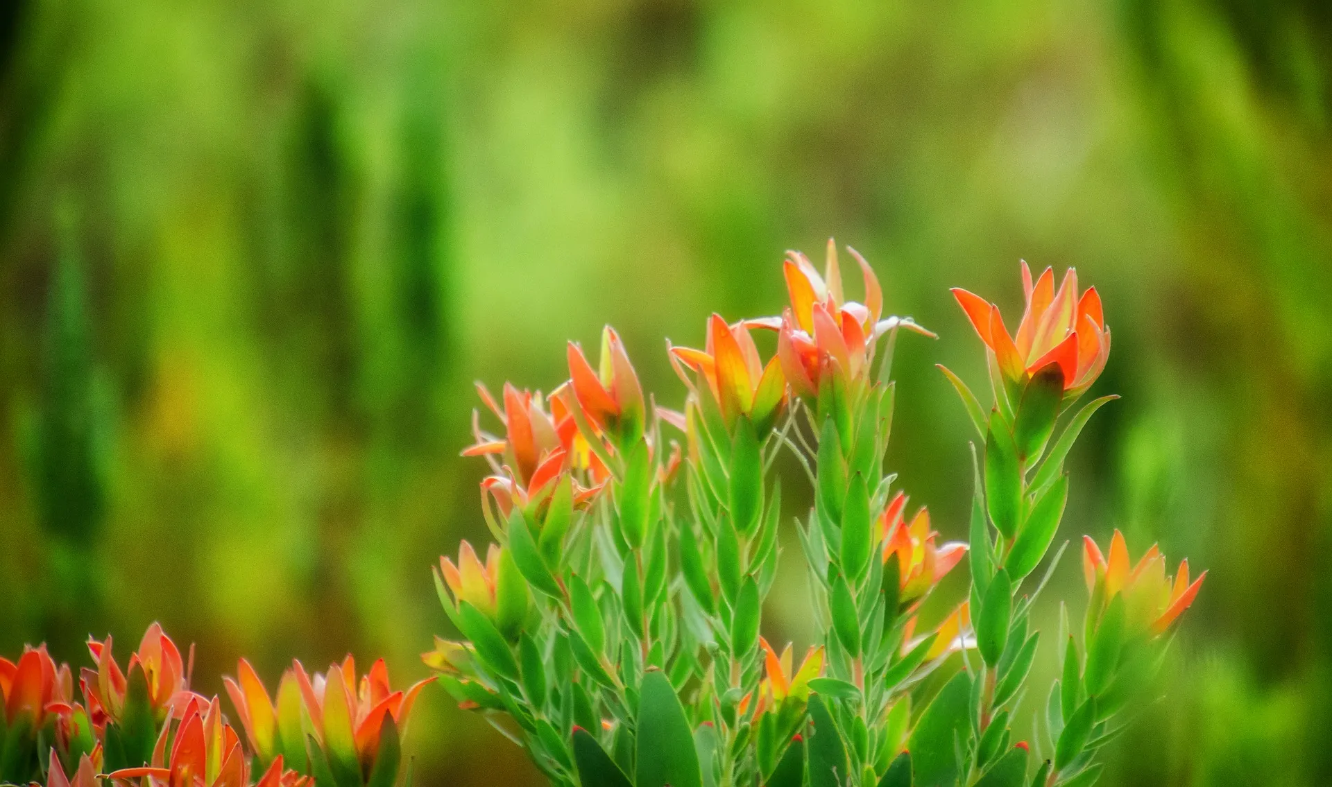Selecting Climate-Appropriate Central Coast Flora