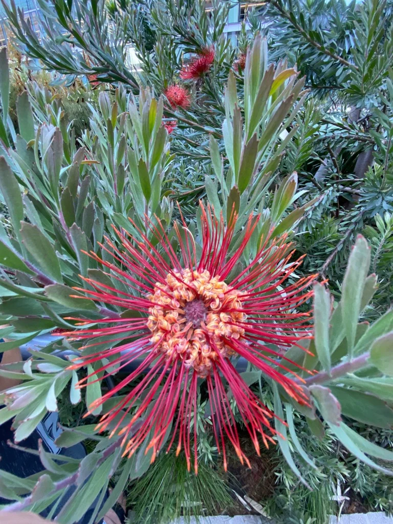Central Coast estate fine gardening and kitchen garden care