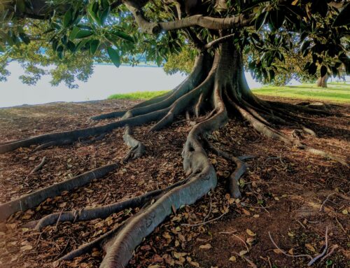 Celebrate the Benefits of Urban Trees