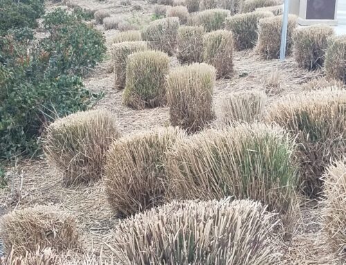 Costs of Over-Planting