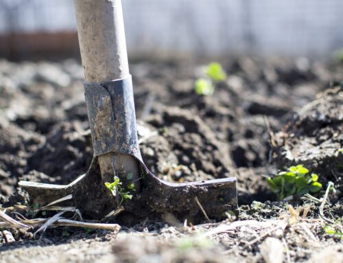 Fall is the Best Time for Landscape Planting