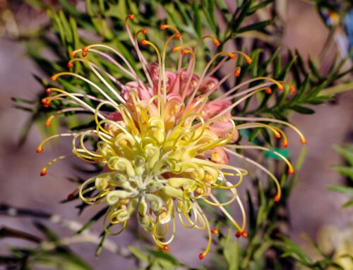What Should We Plant in Our Landscape?