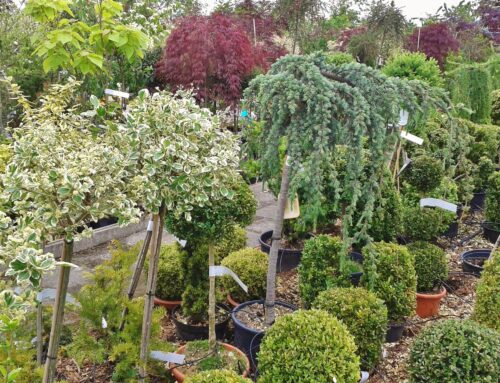 What Size Container Stock Should I Plant in my Landscape?