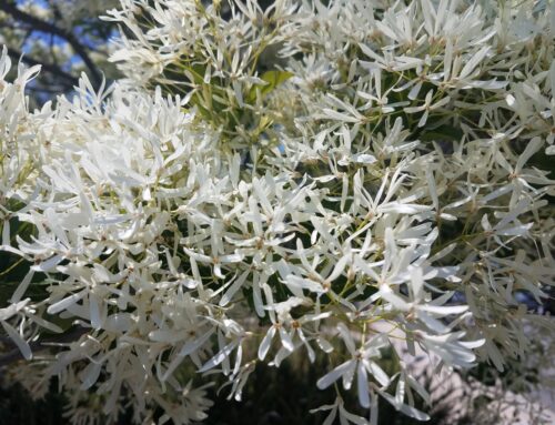 Nice Plant Selection #2