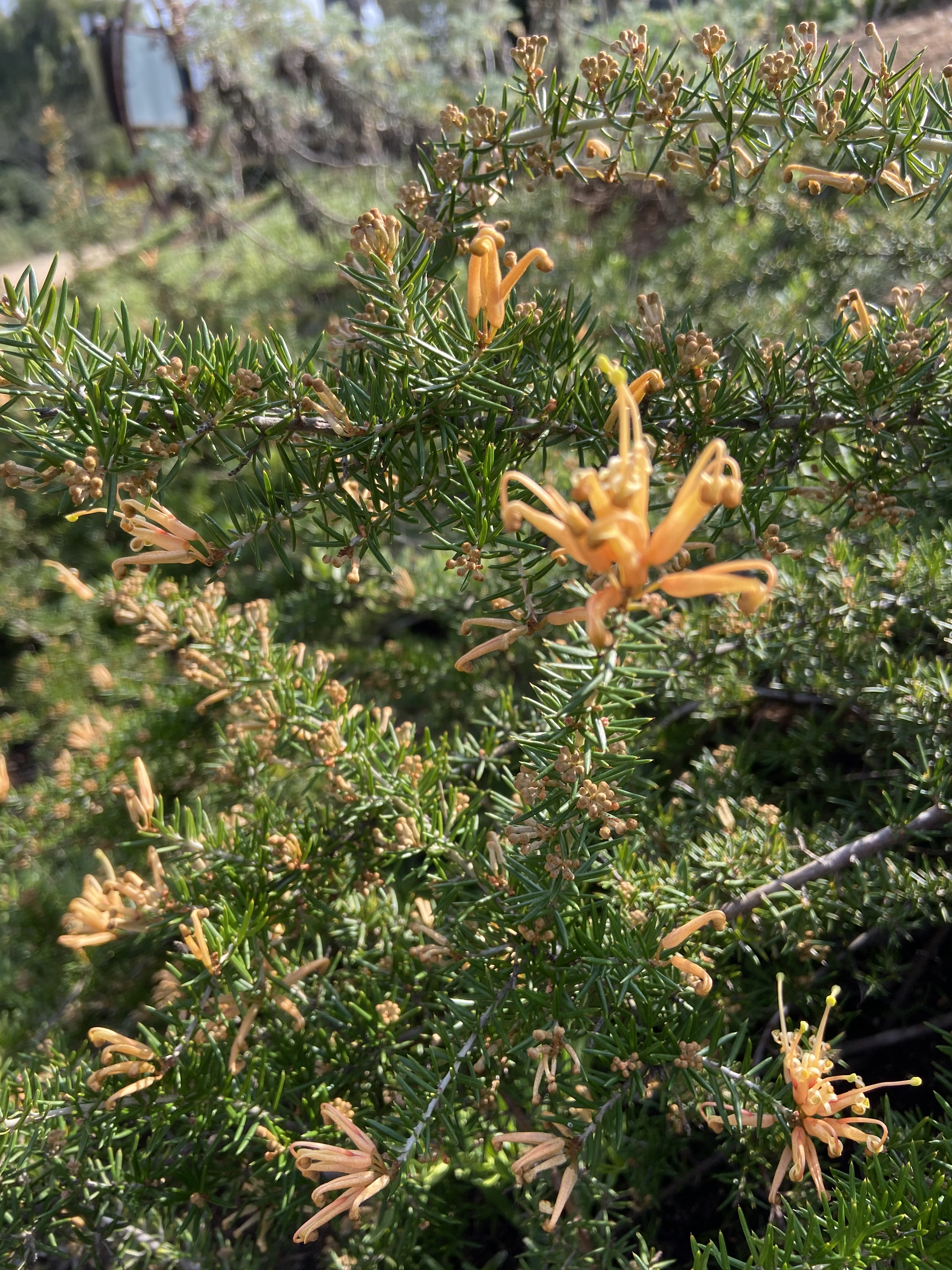 Orange spider like bloom of Grevillea