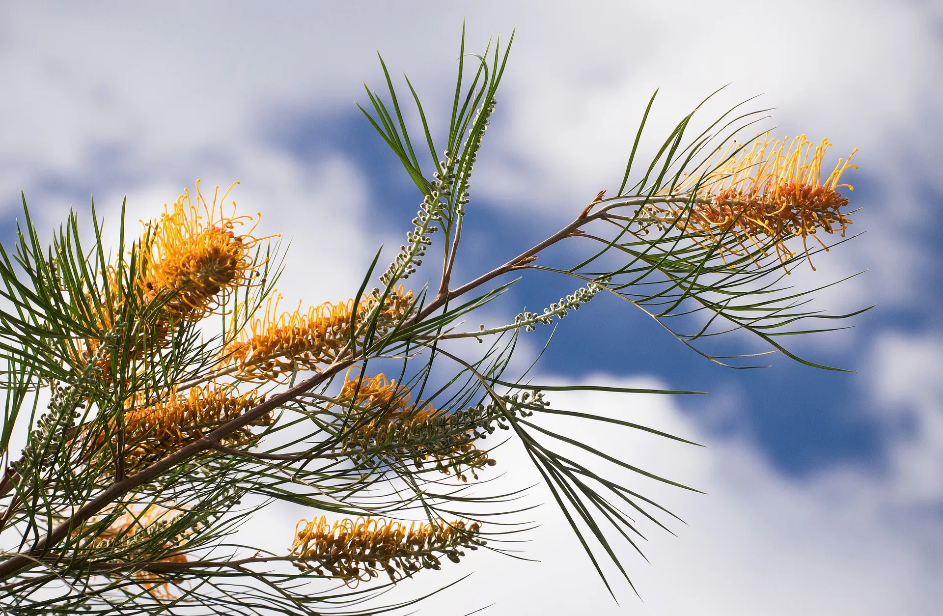 Landscape Management Plans