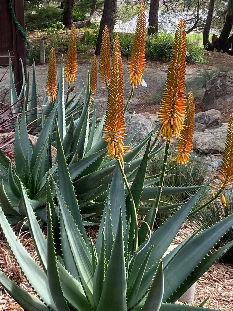 Water-wise plant care and smart irrigation Central Coast