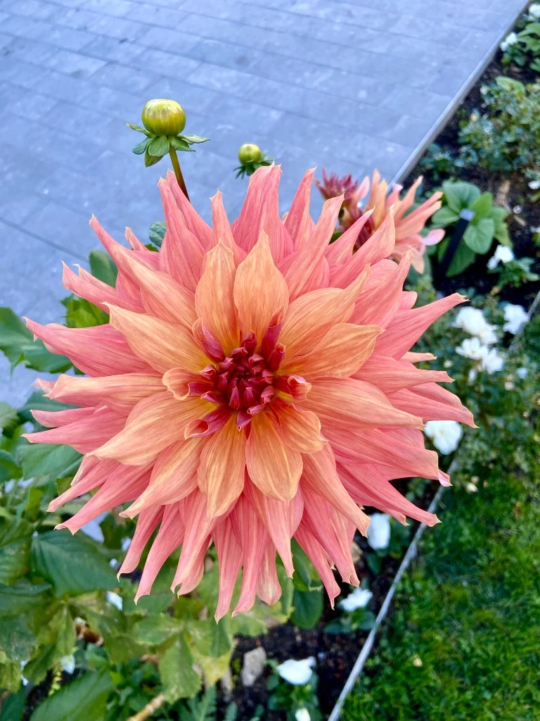Fine gardening pruning in a Central Coast estate kitchen garden