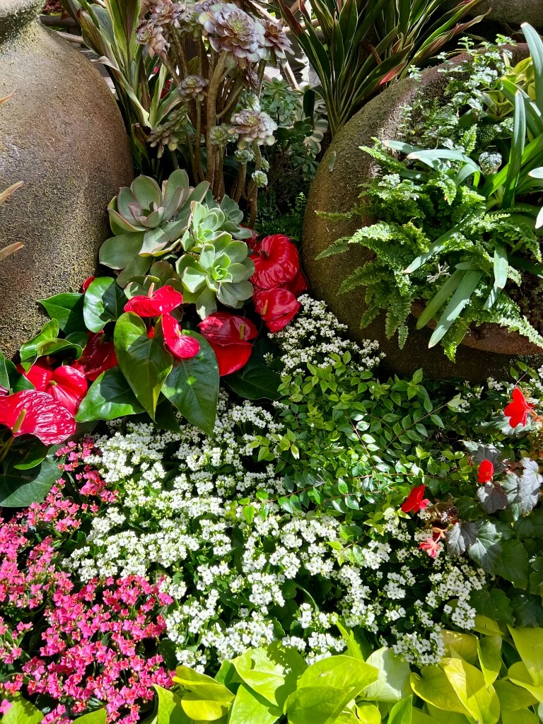 Luxury container garden with urns, anthuriums, succulents, and ferns managed with full horticultural detail