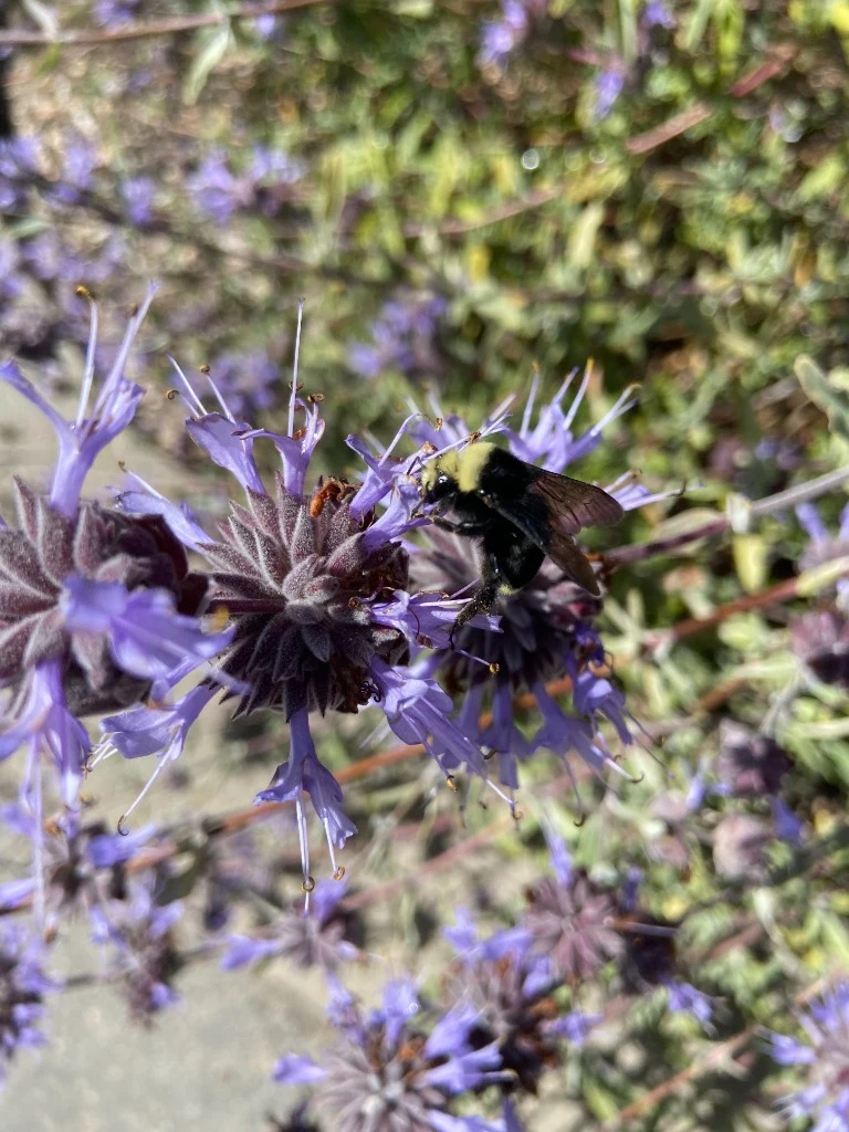 Horticultural management and landscape oversight for wineries and estates