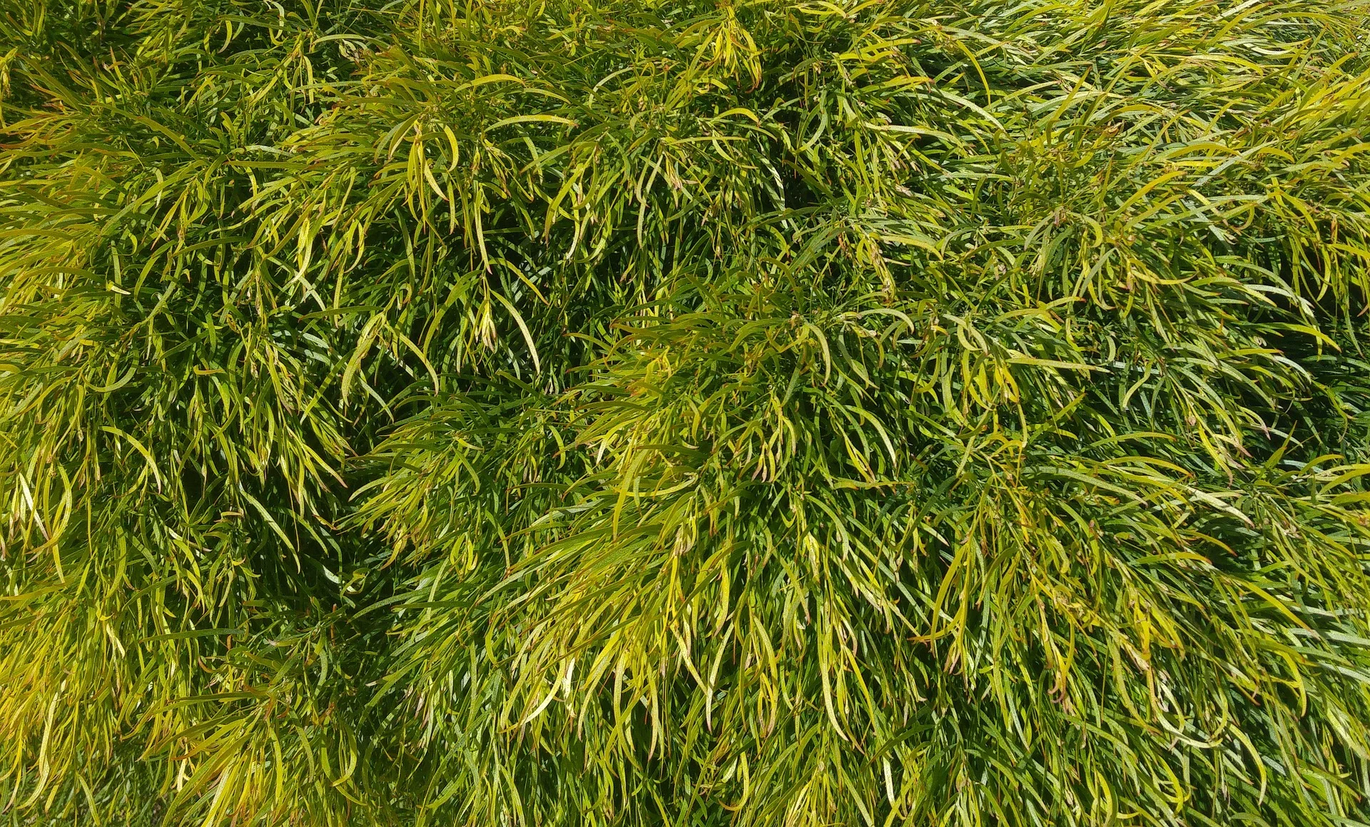 Acacia 'Cousin Itt'