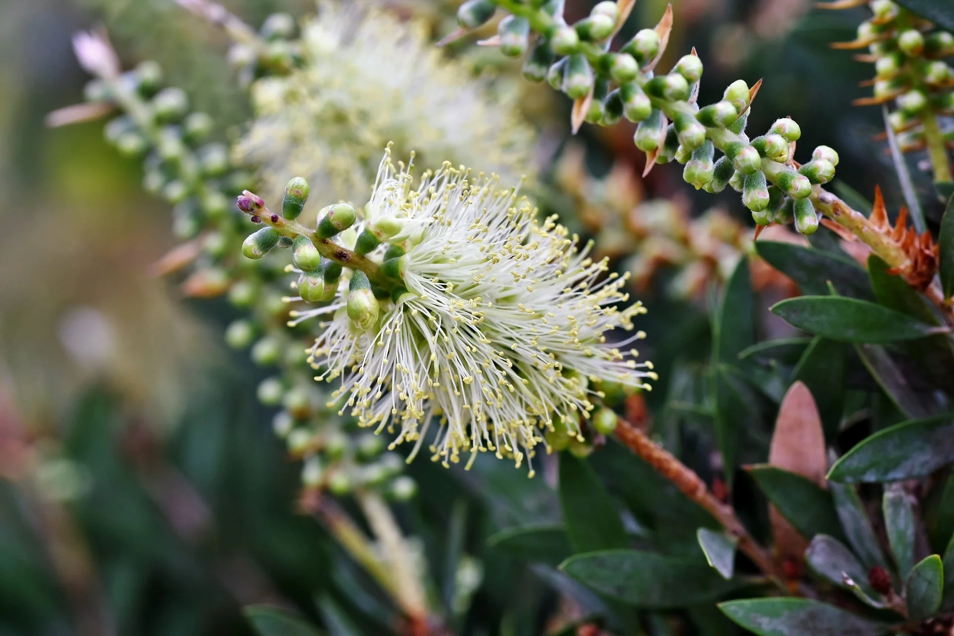 Callistemon - white