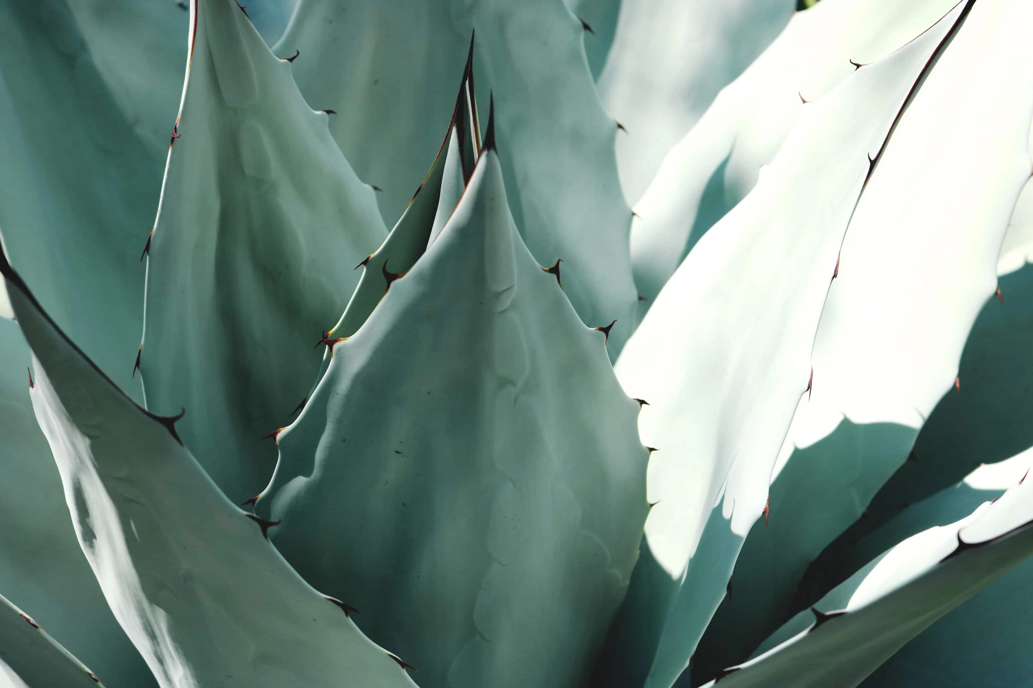 Planting drought tolerant plants to save on water, waste, maintenance