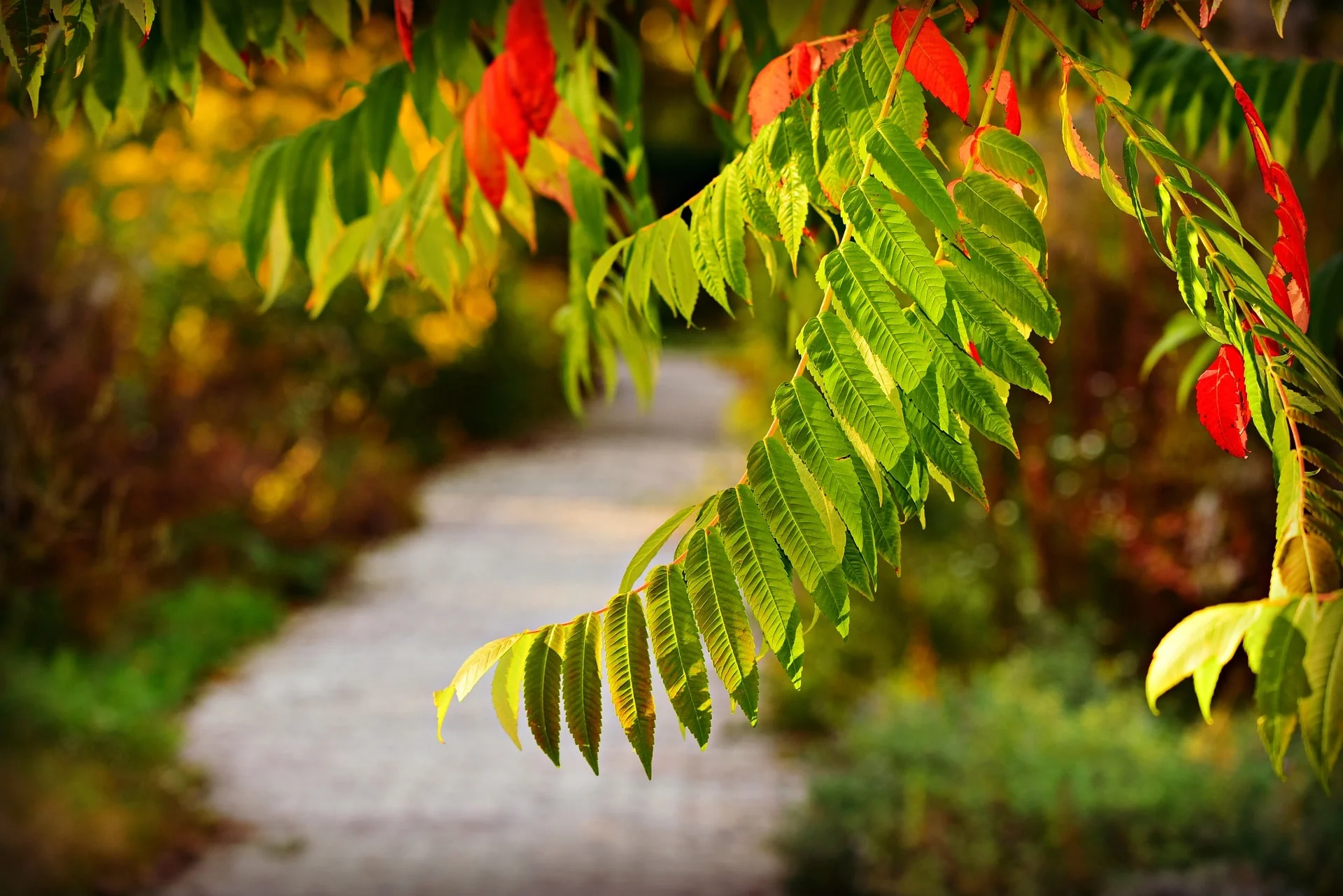 Colorful tree leaves overhanging pathway