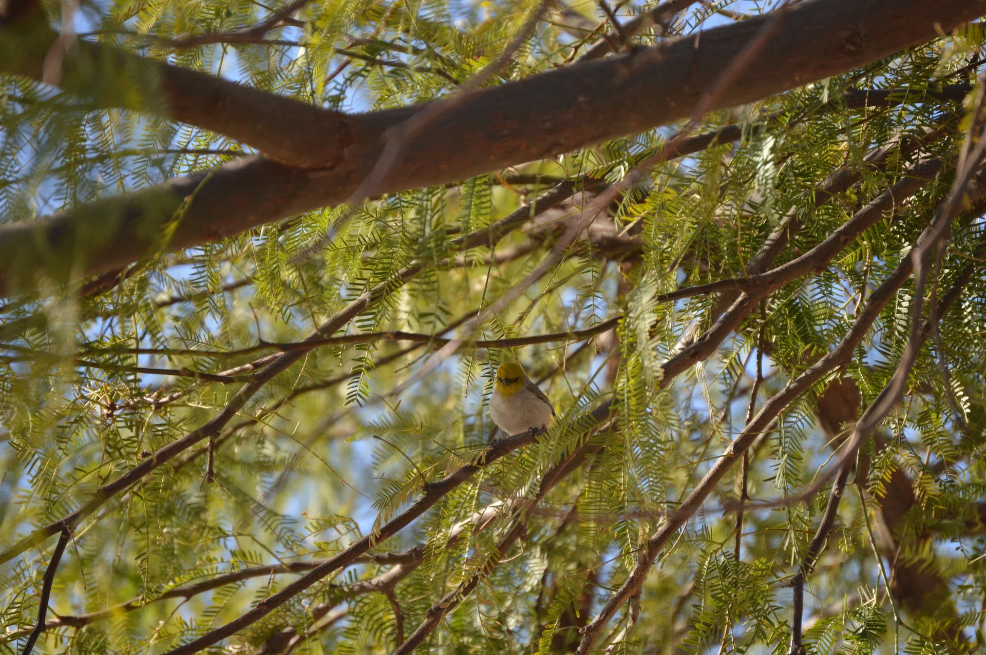 Mesquite tree