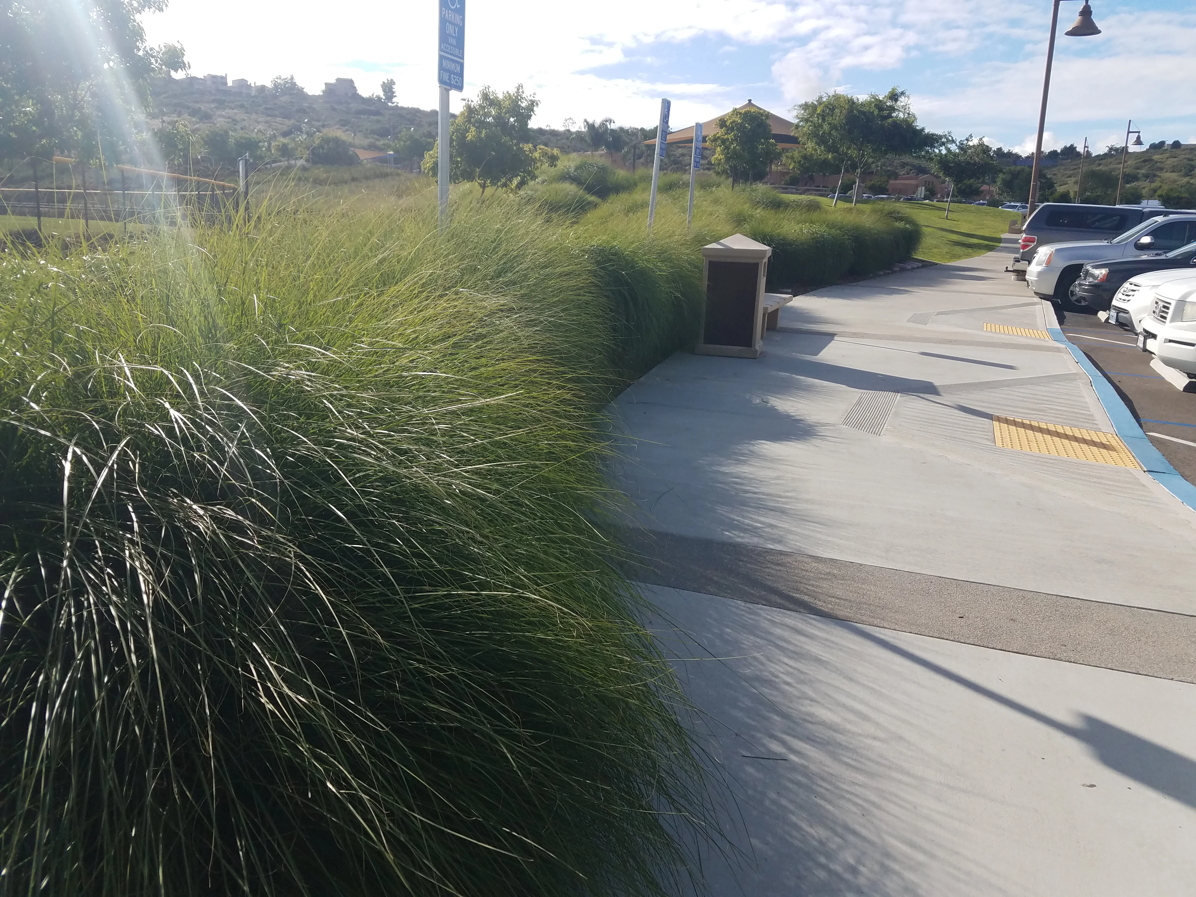 Sidewalk with adjacent ornamental grass plantings
