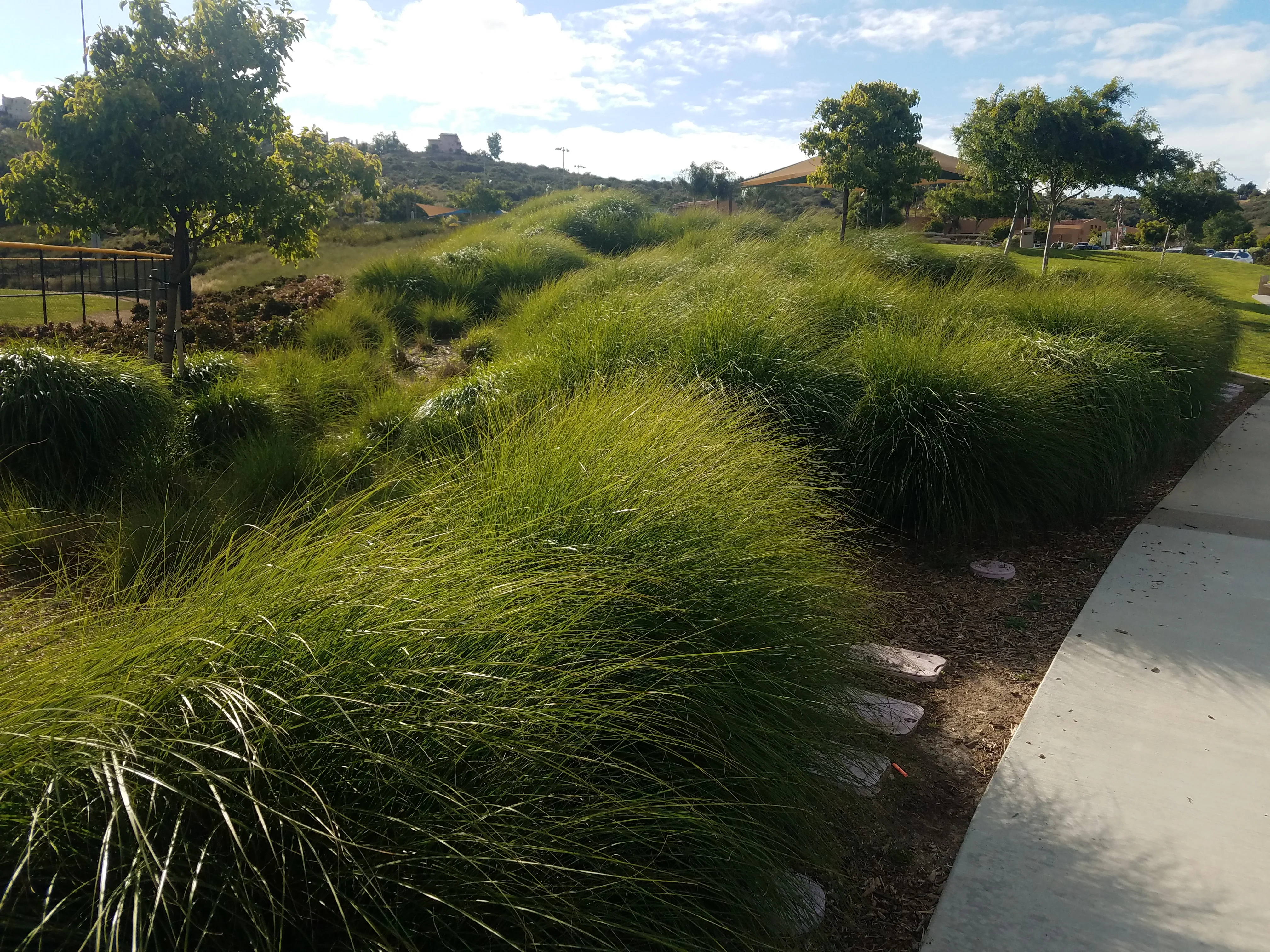 Ornamental grasses