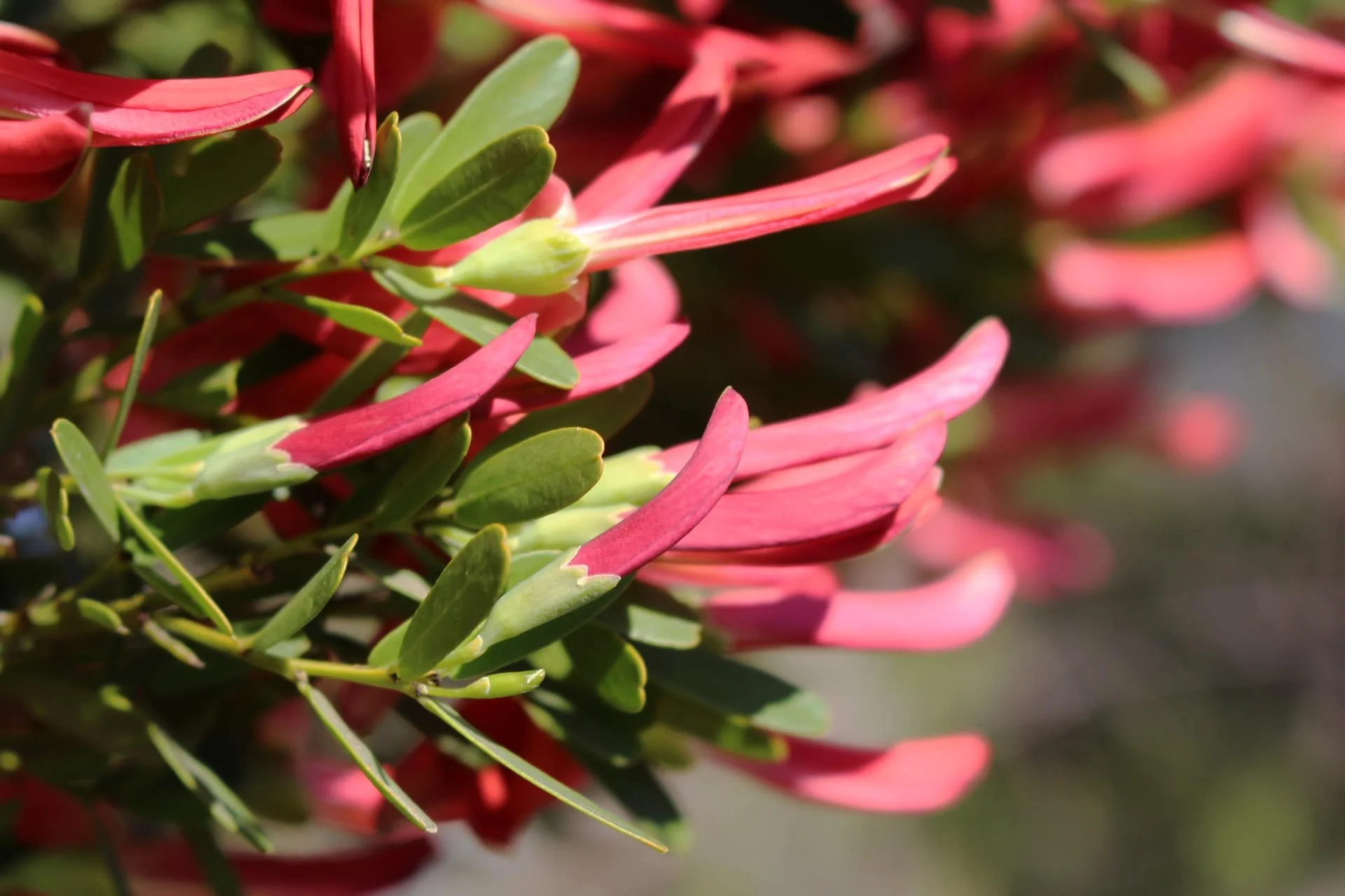 Pink flowering landscape shrub