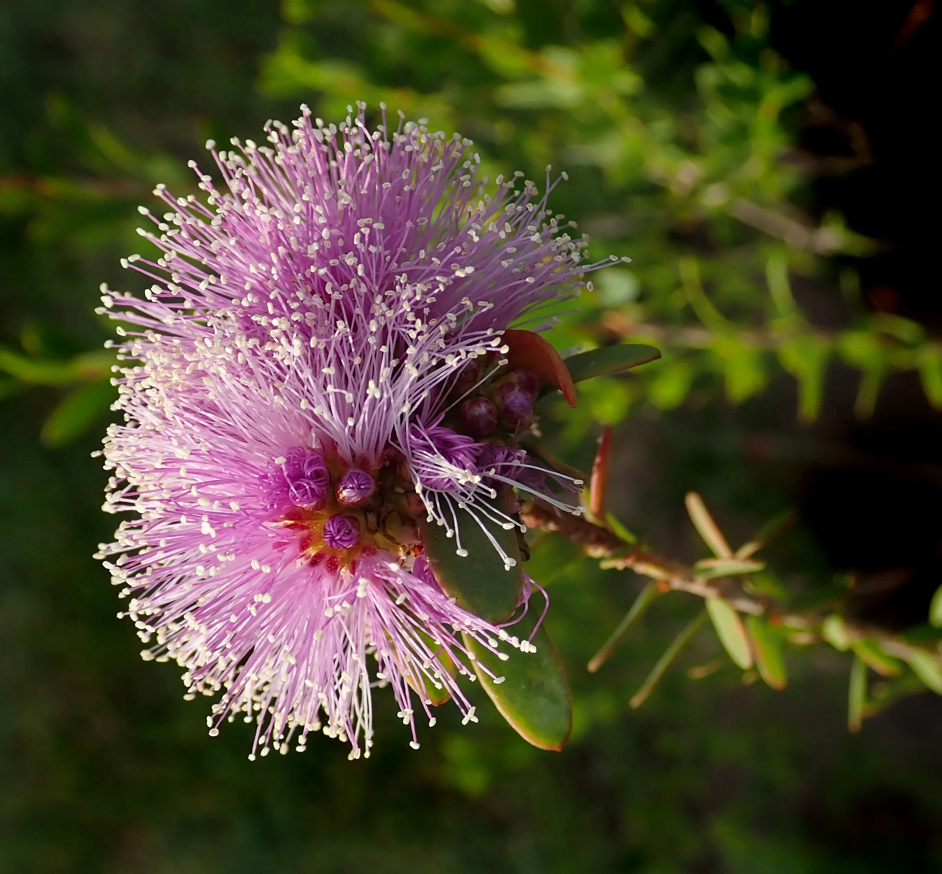 Pink melaleuca