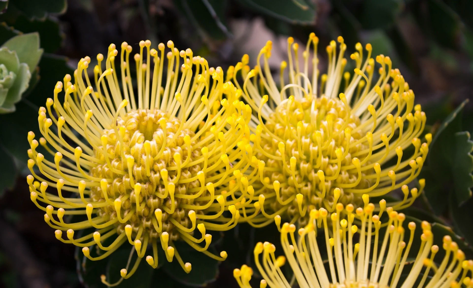 Protea flowers