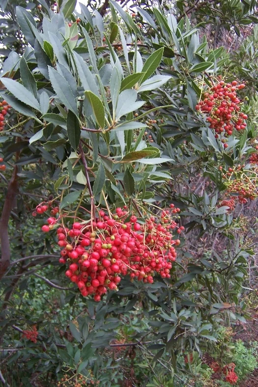 Toyon