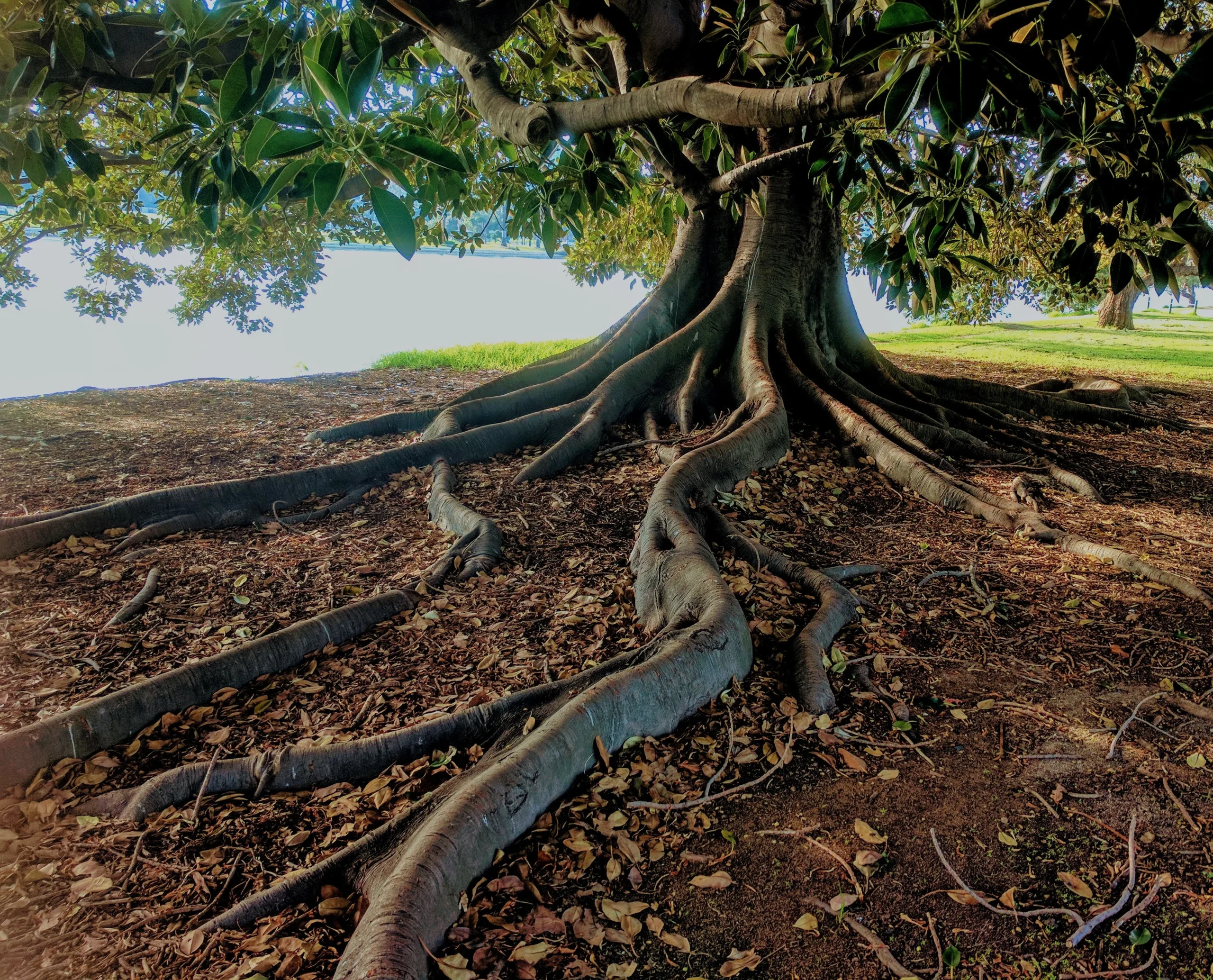 Celebrate the Benefits of Urban Trees