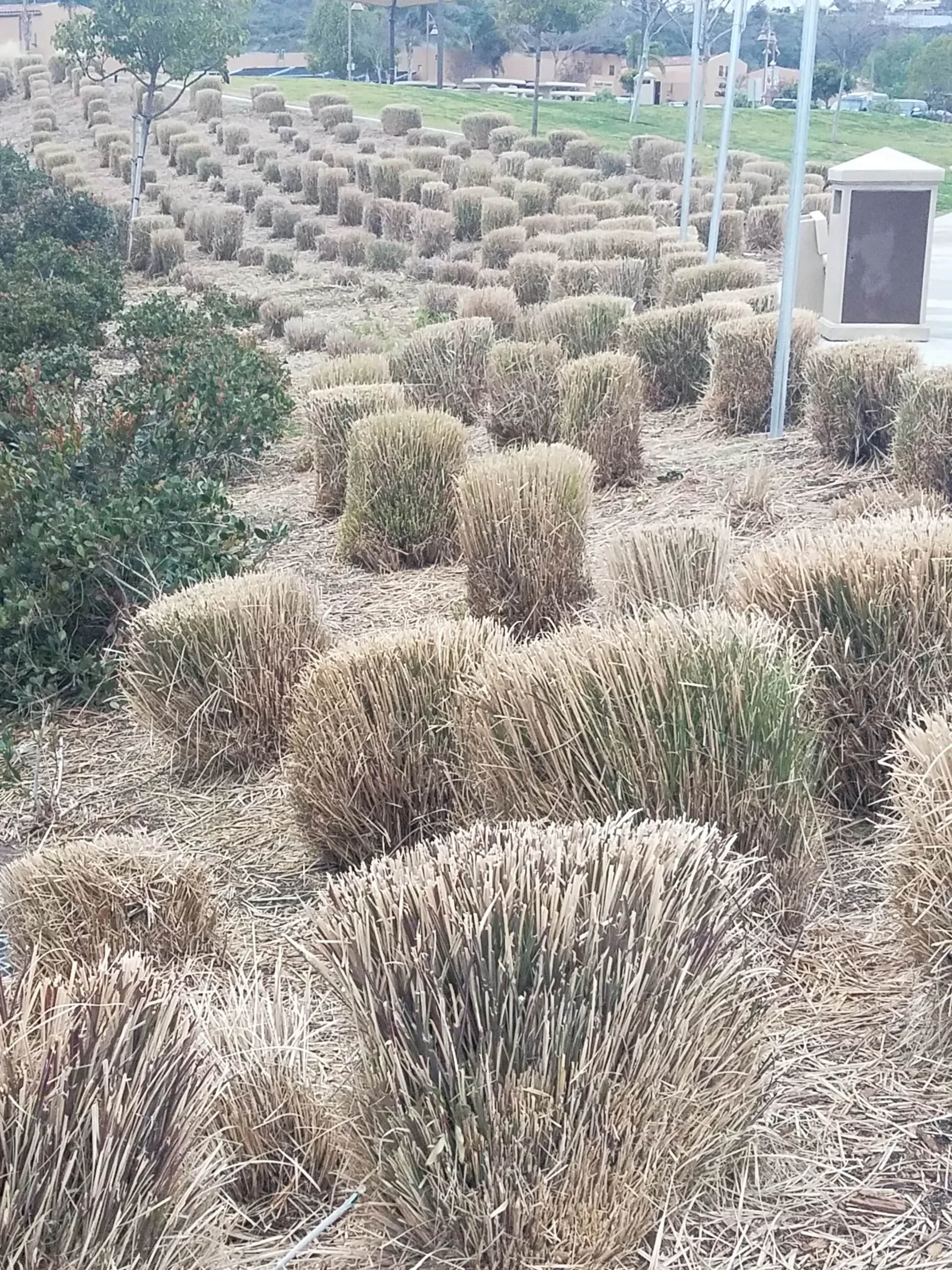 Costs of Over-Planting