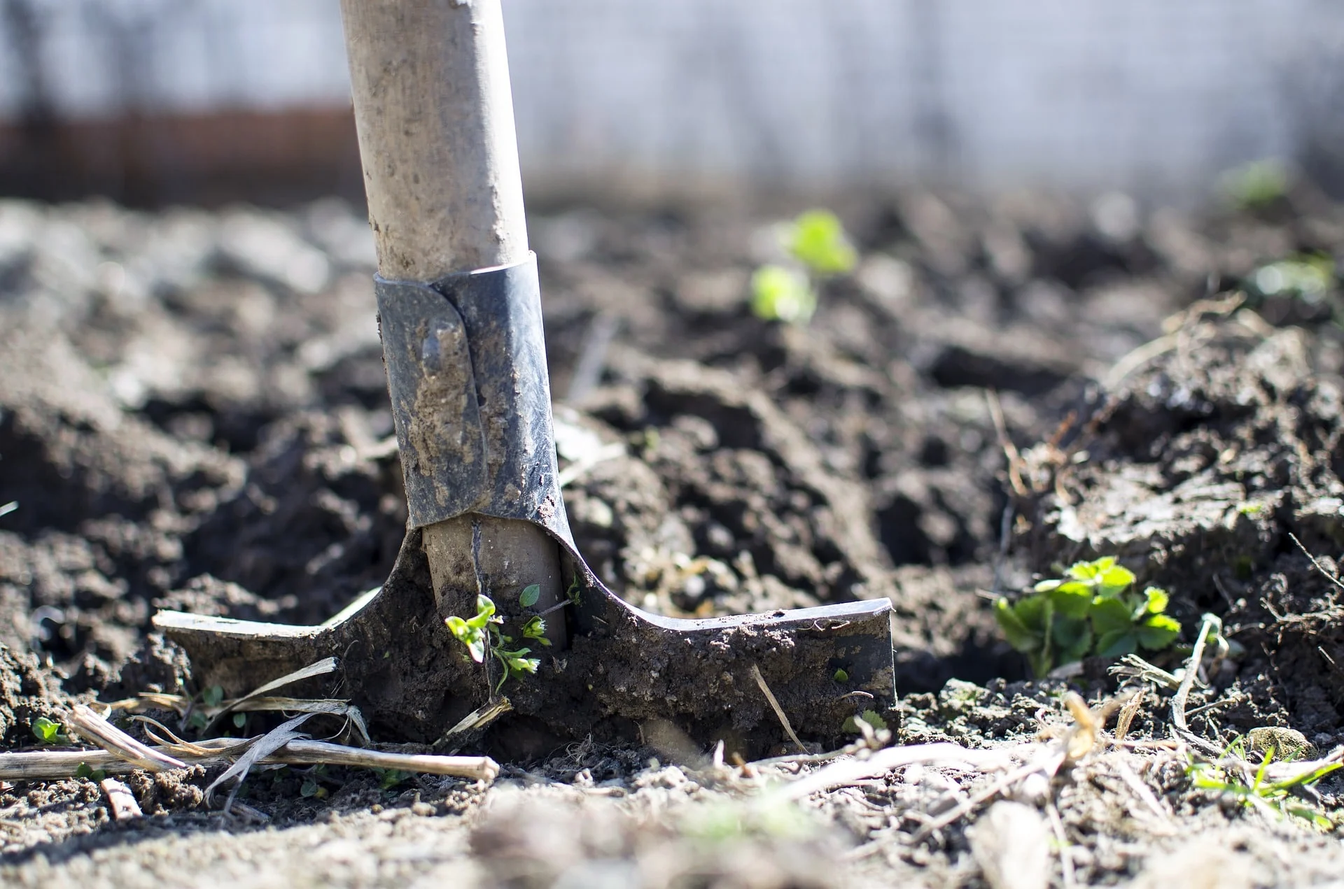 Fall is the Best Time for Landscape Planting