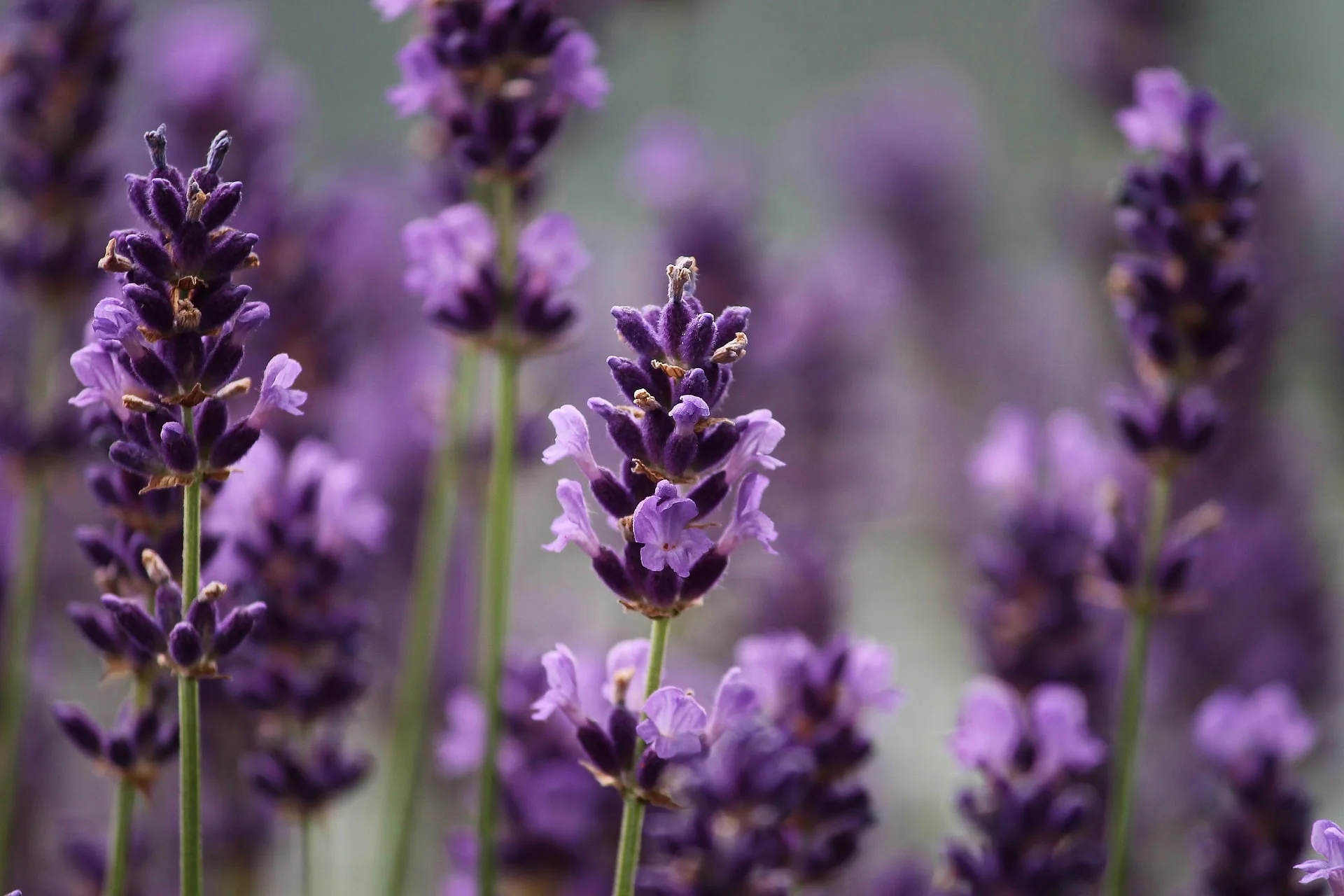 Landscape Maintenance Specifications