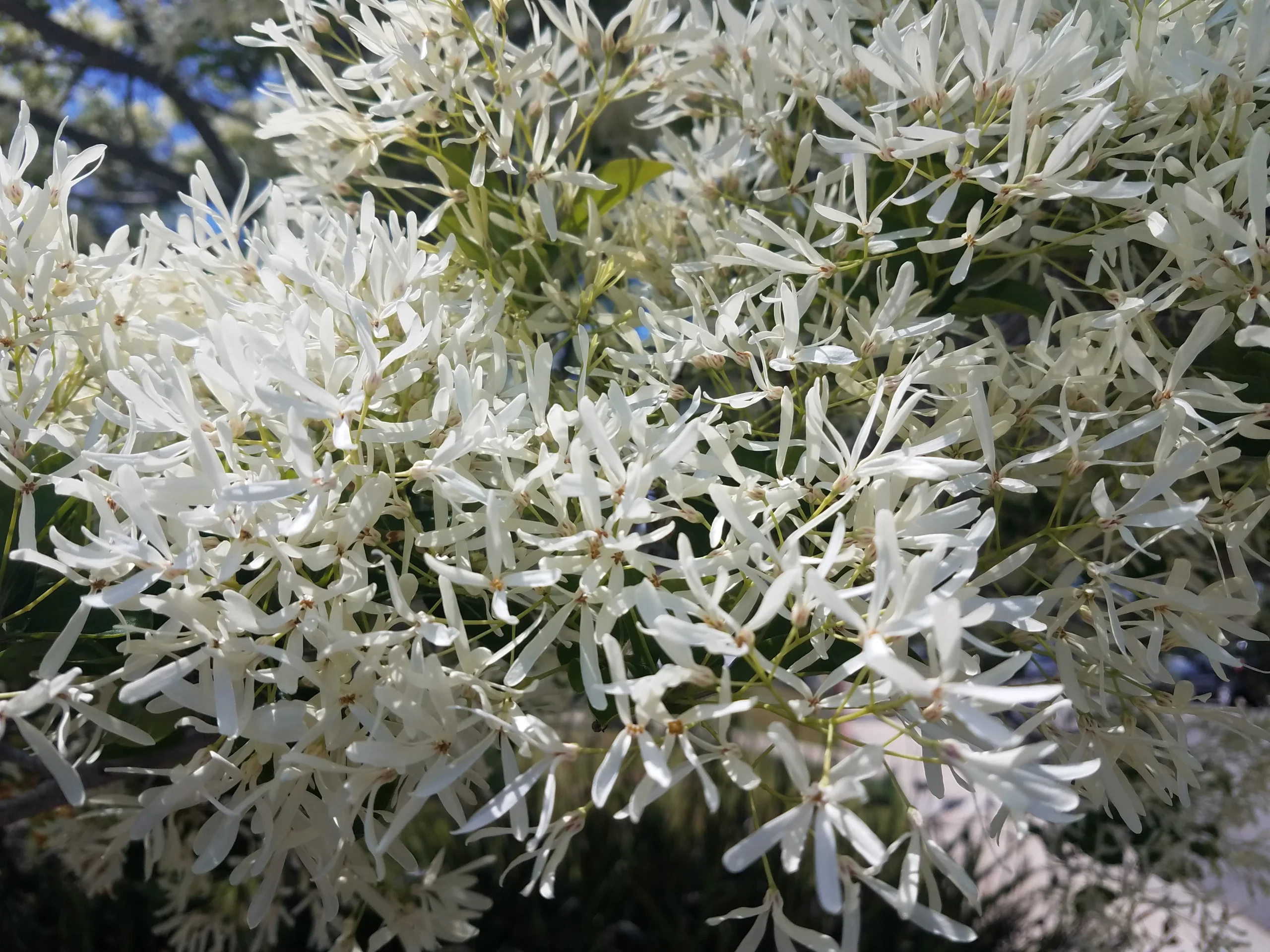 Nice Plant Selection #2