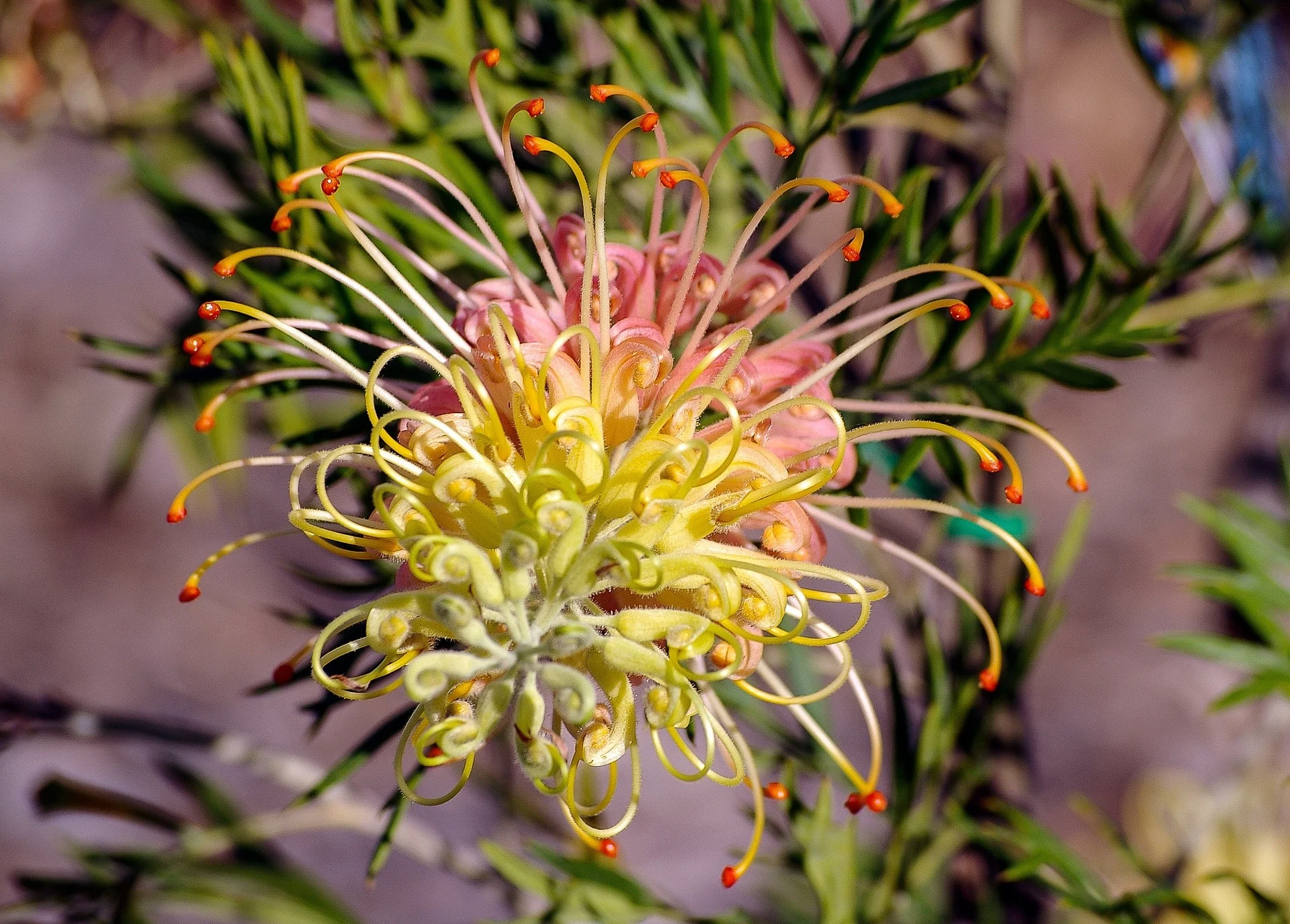 What Should We Plant in Our Landscape?