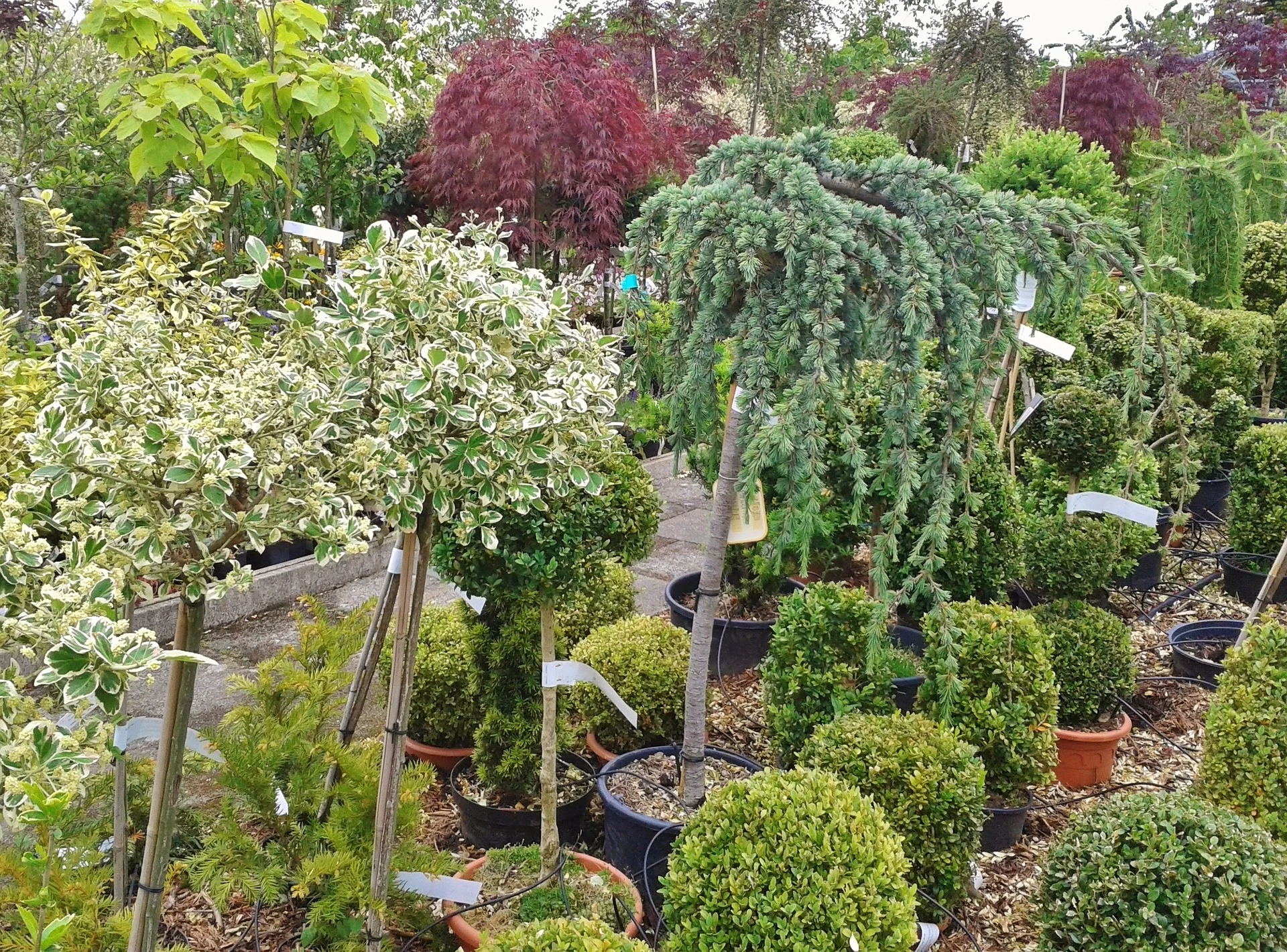 What Size Container Stock Should I Plant in my Landscape?